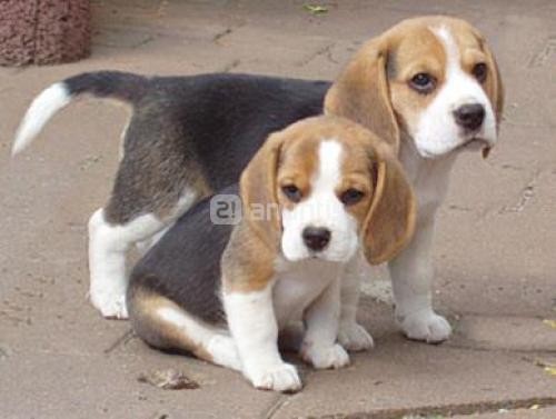 Toby y Sam son tus mejores amigos porque les encanta el aire libre.